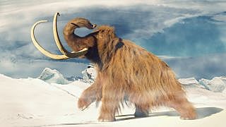 Woolly Mammoth DNA