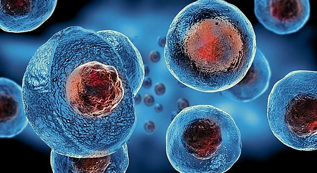 Stem Cells