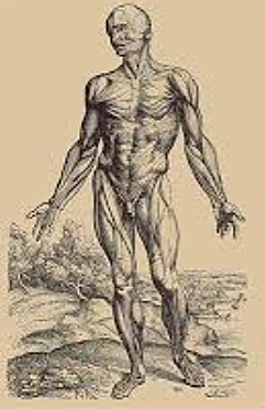 Vesalius Discovery