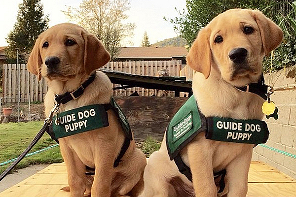 Seeing Eye Dogs