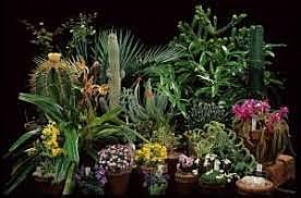 Expediciones botánicas