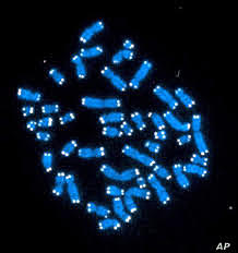 First Artificial Chromosome