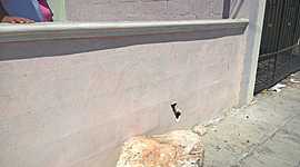 Timeline: desarrollo de perros