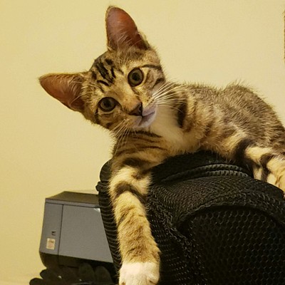 Timeline: Cat Timeline