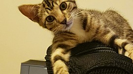 Timeline: Cat Timeline