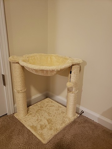 Discovers Scratching Post