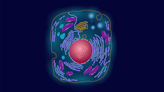 synthetic cells