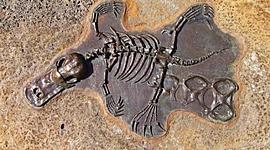 Timeline: Línea de tiempo evolutiva