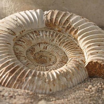 Timeline: Línea de tiempo evolutiva