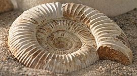 Timeline: Línea de tiempo evolutiva