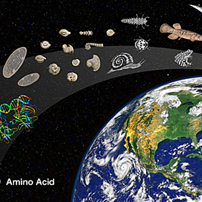 Timeline: linea de tiempo evolutiva- Catalina Cáceres