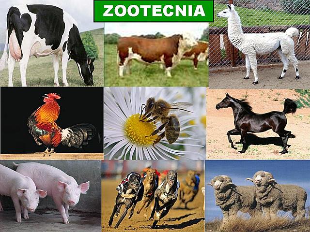 Zootecnia