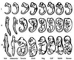 Técnicas de reproducción asistida.