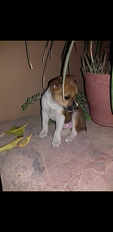 Me regalan a mi perrita "Mosha"