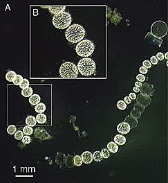 Descubrimiento de la Thiomargarita