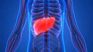 Mini-liver