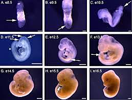 Embryo