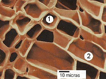 Denomina la pabra "célula"