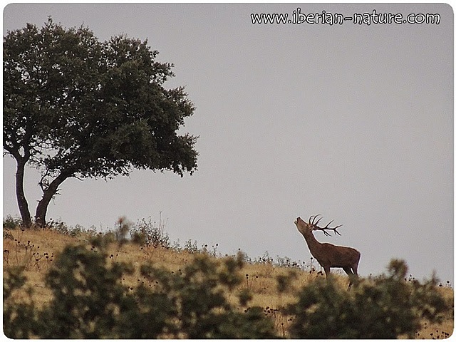9º - 15:57 - Monfragüe. En busca de la Berrea