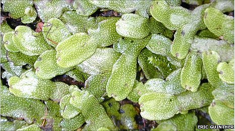 Esimesed maismaataimed