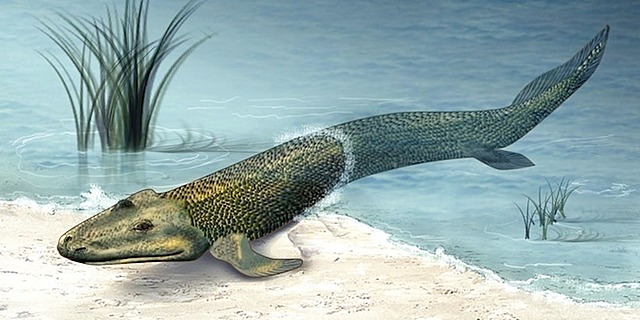 Esimesed maismaa loomad