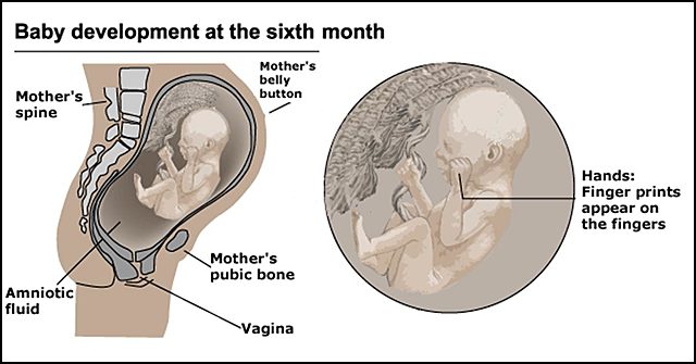 Month Six of development
