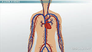 Veins and arteries