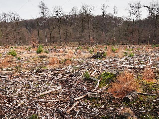 La tala se vuelve excesiva.