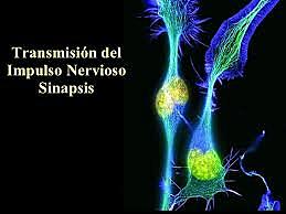 Teoría de la Irritabilidad del impulso nervioso