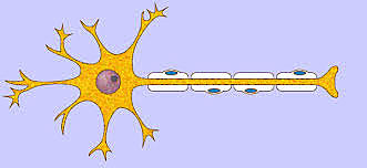 Naturaleza eléctrica del impulso nervioso