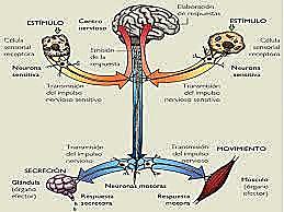 Teoría de la diferenciación de los nervios sensoriales y motores