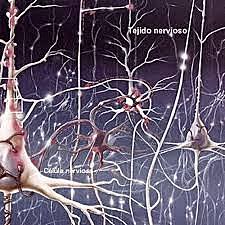 Teoría Neuronal