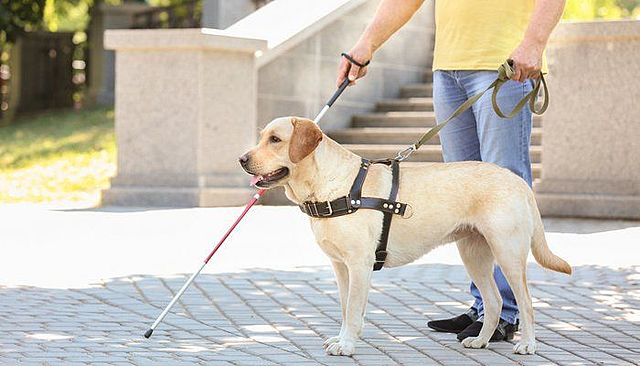 Seeing Eye Dogs