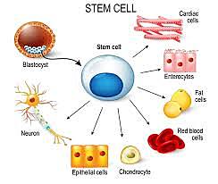 stem cells