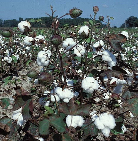 Cotton