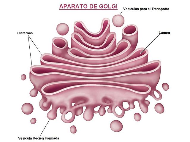 Golgi