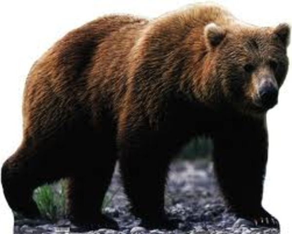 Grizzly Bear Killed