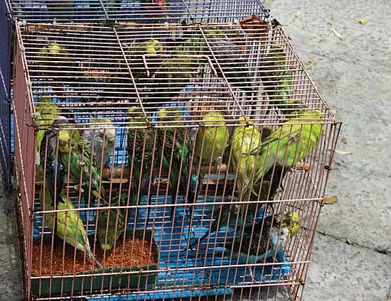 Convention on International Trade in Endangered Species of Wild Fauna and Flora (CITES)