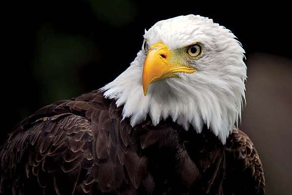 The Endangered Species Act (ESA)