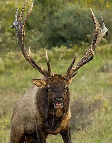 The Elk Cloner Virus