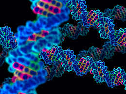 Human Genome is Finally Announced
