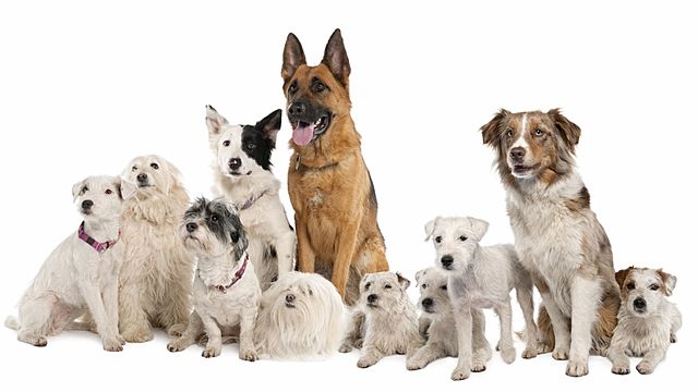 Crear una fundación para perros