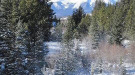 Timeline: WWII Timeline