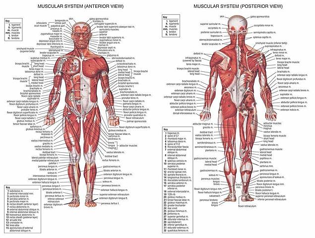 Anatomy into paintings