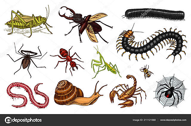 ANTONIE DE MONET (1744)