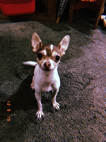 Me regalaron un perro