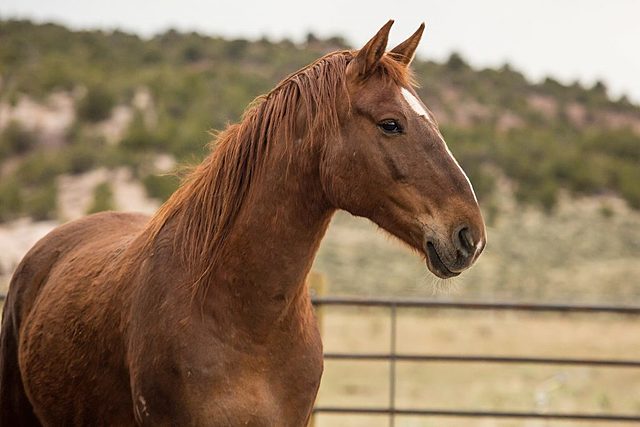 i got my first horse