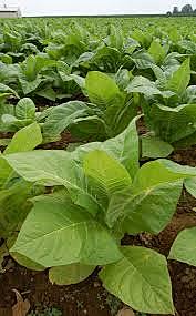 Growing Tobacco