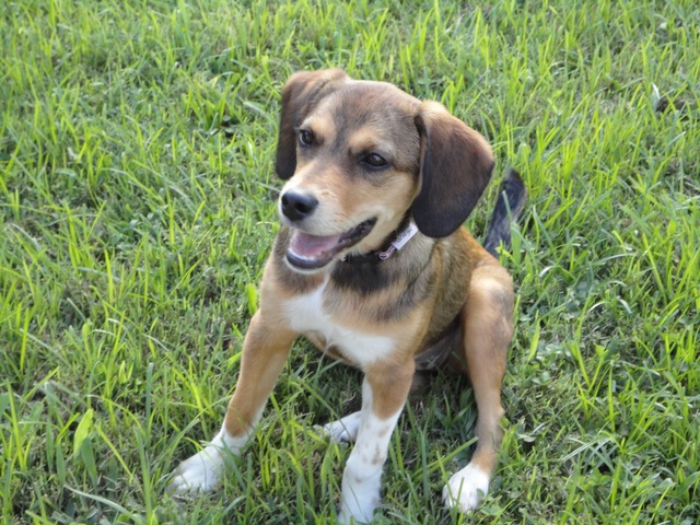 Pearl added to family