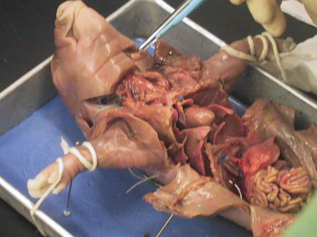 Double Animal disection